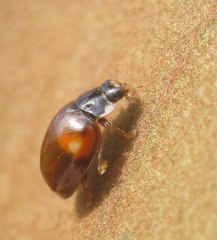 Adalia decempunctata