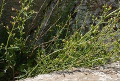 Scrophularia kiriloviana