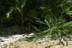 Scrophularia kiriloviana