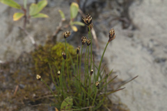 Juncus triglumis