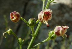 Scrophularia kiriloviana