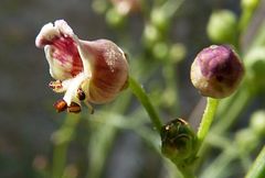 Scrophularia kiriloviana