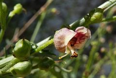 Scrophularia kiriloviana