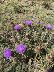 Ancathia igniaria