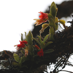 Fernandezia sanguinea