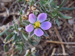 Spergularia bocconei