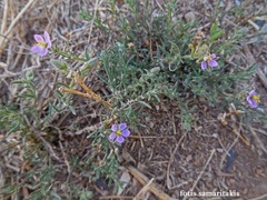 Spergularia bocconei