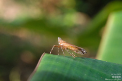 Orthopagus splendens