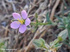 Spergularia bocconei