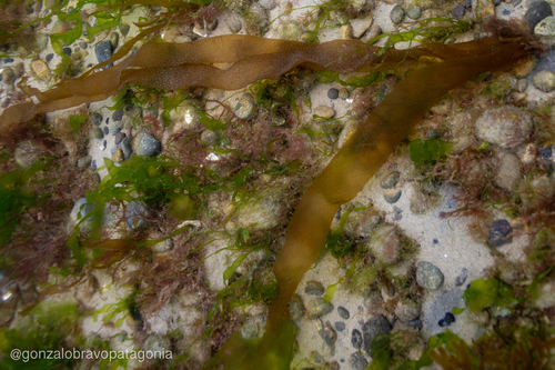 Asperococcus ensiformis observed 2019-08-31