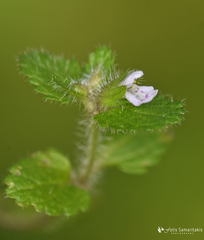 Stachys arvensis