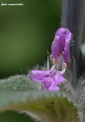 Stachys cretica