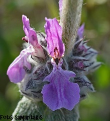 Stachys cretica
