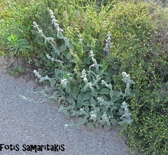 Stachys cretica