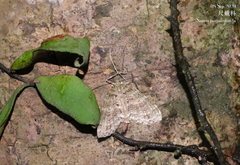 Sauris purpurotincta