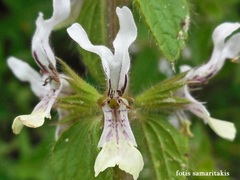 Stachys ocymastrum