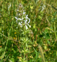Stachys ocymastrum