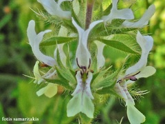 Stachys ocymastrum