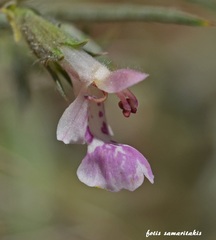 Stachys spinosa