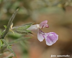 Stachys spinosa