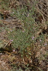 Stachys spinosa
