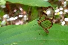 Episcada hymenaea hymenaea