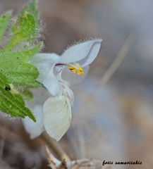 Stachys spinulosa