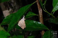 Oxyodes scrobiculata