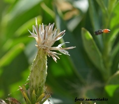 Staehelina fruticosa