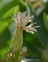 Staehelina fruticosa