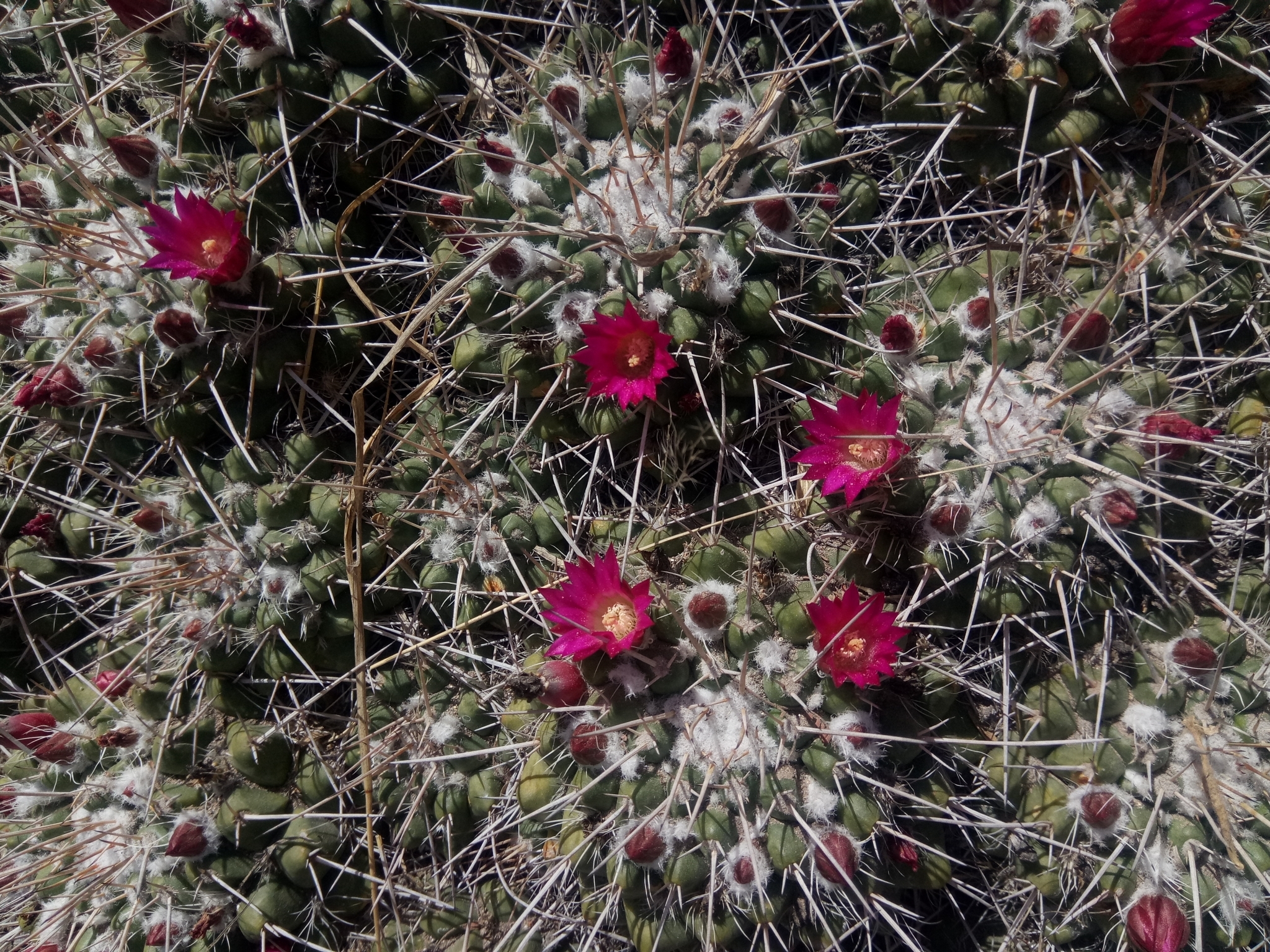 Mammillaria compressa