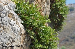 Staehelina fruticosa