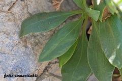 Staehelina fruticosa