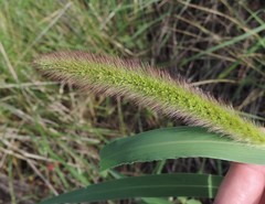 Setaria viridis major