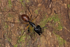 Dinomyrmex gigas borneensis