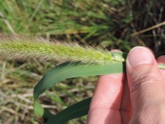 Setaria viridis major