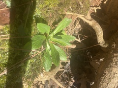 Micranthes micranthidifolia