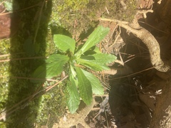 Micranthes micranthidifolia