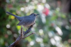 Dumetella carolinensis