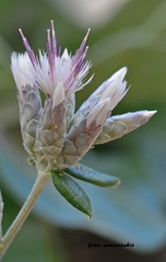 Staehelina petiolata