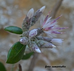 Staehelina petiolata