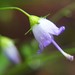 Southern Harebell - Photo (c) zen Sutherland, some rights reserved (CC BY-NC-SA)