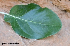 Staehelina petiolata