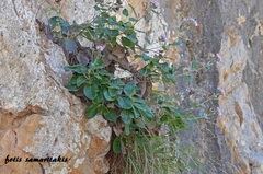 Staehelina petiolata