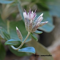 Staehelina petiolata