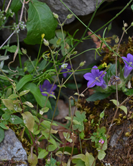 Stellaria cupaniana