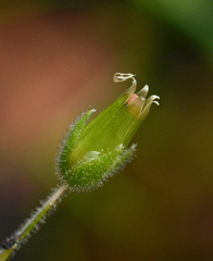 Stellaria cupaniana