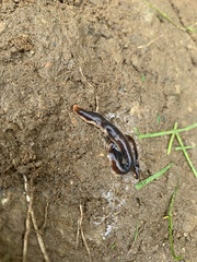 Arthurdendyus triangulatus