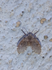 Clogmia albipunctata