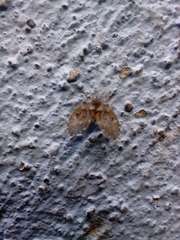 Clogmia albipunctata